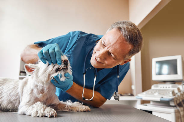 Best Walk-In Emergency Dentist in Labarque Creek, MO